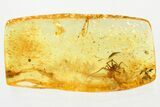 Detailed Fossil Spider (Araneae) In Baltic Amber #321721-1